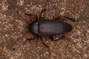 Escarabajo oscuro de garras de peine adulto foto
