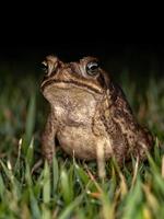 Adult Cururu Toad photo