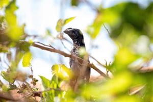 Smooth billed Ani photo