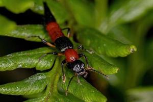 escarabajo adulto del latigazo foto