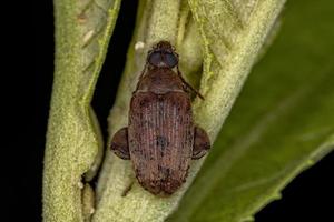 escarabajo de hoja marrón adulto foto