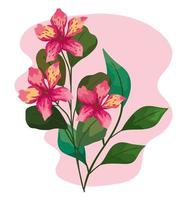 pink orchid flowers vector