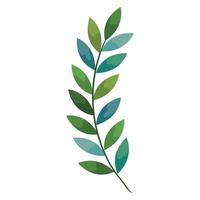 hojas de rama de olivo vector
