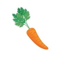 Isolated carrot vegetable