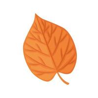 isolated autumn leaf vector