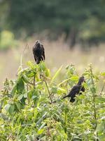 Brazilian Smooth-billed Ani photo