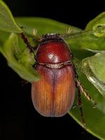 Adult June Beetle photo