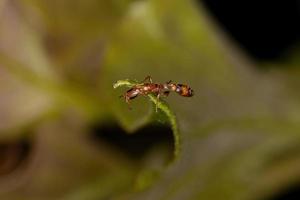 hormiga ramita roja adulta