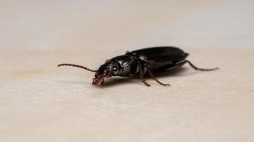 escarabajo de tierra brasileño foto