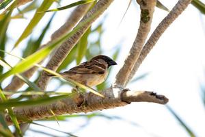 pájaro gorrión foto