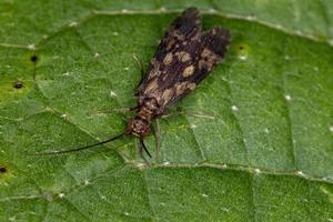 Adult Caddisfly Insect photo