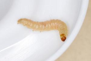 larva de mariposa pequeña foto