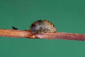 Small Hover Fly Pupa photo