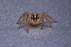 pequeña araña saltadora pantropical foto