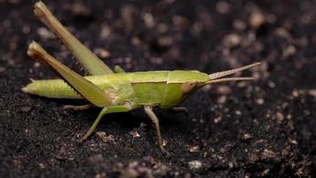 Silent Slant-faced Grasshopper photo
