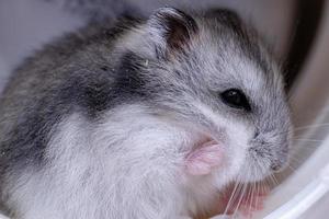 Campbell's dwarf hamster photo