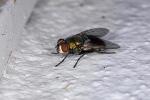 Australian Sheep Blow Fly photo