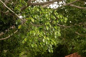 Foliage of Weeping Fig Tree photo