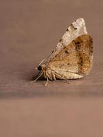 Adult Geometer Moth photo