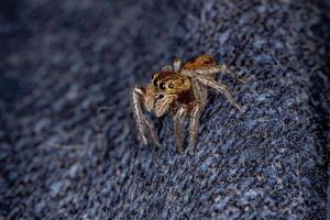 Adanson House Jumping Spider photo