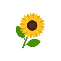 Ilustración de vector de girasol aislado sobre fondo blanco