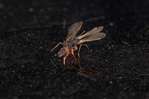 Small Adult Fungus-growing Ants photo