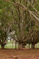 Cassilandia, Mato Grosso do Sul, Brazil, 2021 -Open walking area square Elza Vendrame photo