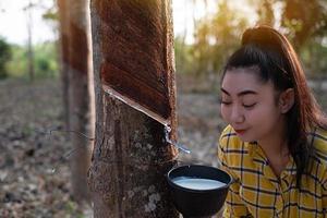 Portrait gardener young asea woman look at a full cup of raw para rubber milk of tree in plantation rubber tapping form Thailand, good farm produce photo