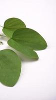 Indian Festival Dussehra, showing golden leaf on moody background. Greeting card. photo