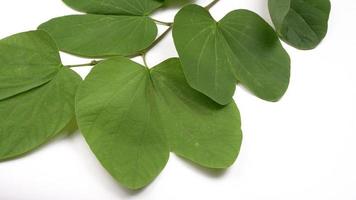 Indian Festival Dussehra, showing golden leaf on moody background. Greeting card. photo
