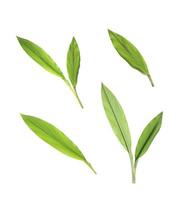 hojas verdes frescas sobre fondo blanco foto