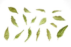 dry leaves collection isolated on white photo