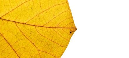 Primer plano de textura de hoja de otoño con formato de banner de venas con espacio de copia foto