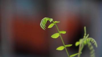 Close up of young shoots in the natural background. The young green shoots of the trees are growing with selected focus and blur bokeh background and limited natural lighting photo