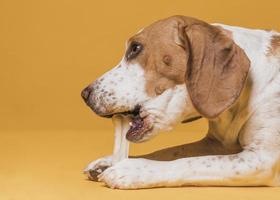 Vista lateral lindo perro comiendo hueso