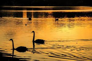 Silhouettes of swans and their shadow on the lake. Beautiful sunset during spring in Sao Paulo,Brazil. photo