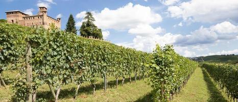 Viñedo en la región de Piamonte, Italia, con el castillo de Grinzane Cavour en el fondo foto