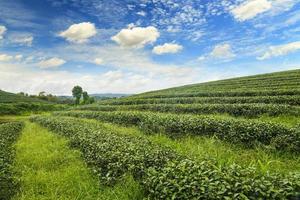 Beautiful landscape of Tea plantation at sunrise photo