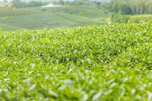 Fresh tea leaves in morning on tea plantation field photo