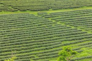 Beautiful of Tea plantation at sunrise photo