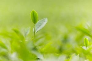 Fresh tea leaves in morning on tea plantation field photo