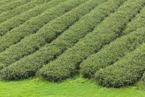 Beautiful of Tea plantation at sunrise photo