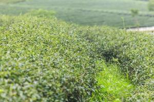 Beautiful of Tea plantation at sunrise photo