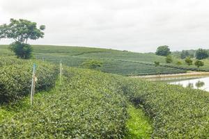 Beautiful landscape of Tea plantation at sunrise photo