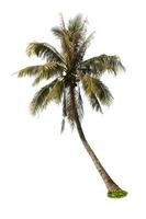 Palm tree on white background photo