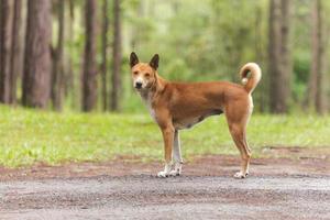 perro en el bosque de pinos foto