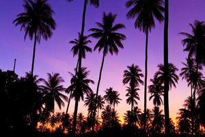 Silhouette of coconut trees photo