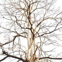 Dead tree on a white background photo