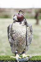 Halcon falconry in nature photo