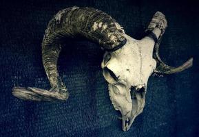 Goat skull with horns photo